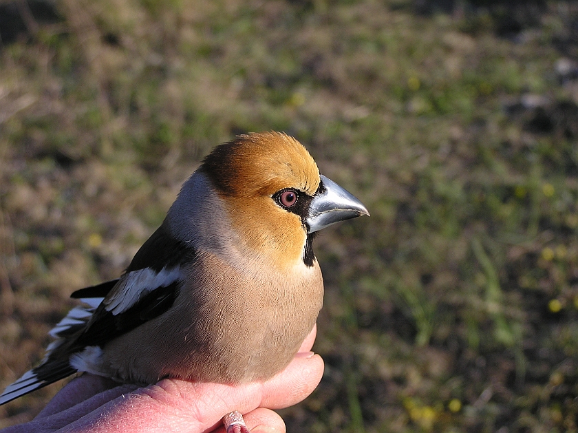 Hawfinch, Sundre 20070429